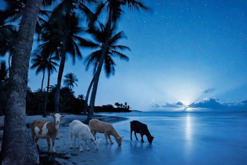 goats on the beach